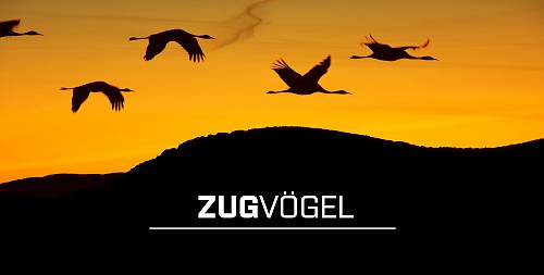 Zugvögel (2/2)